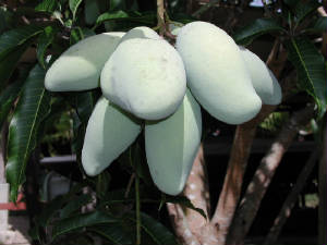 mangos.jpg
