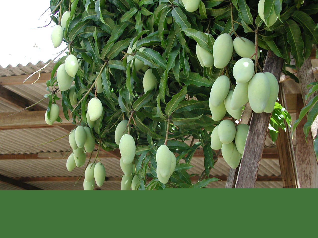 2-mangos-sept-02.jpg