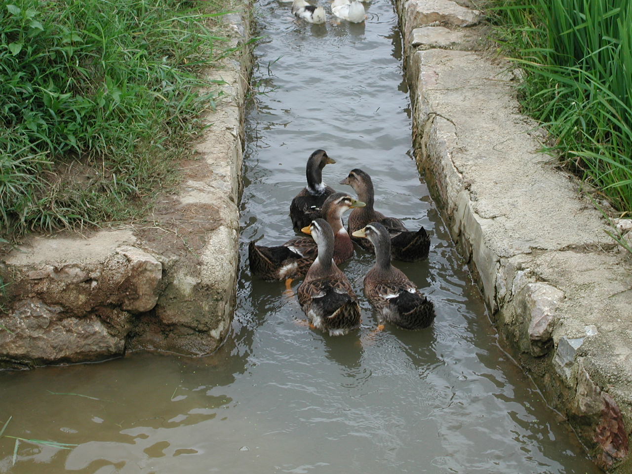 ducks.jpg